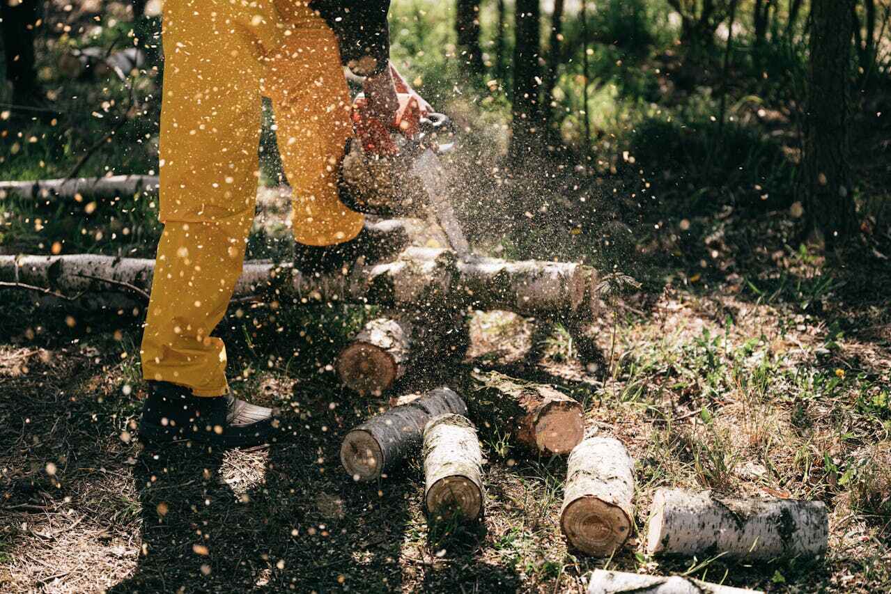 The Steps Involved in Our Tree Care Process in Proctor, MN